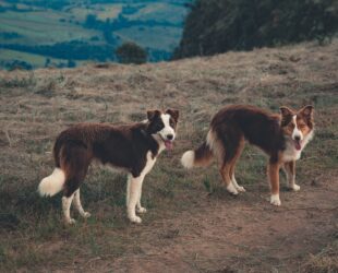 Deux chiens de race Border Collie en extérieur.