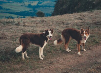 Deux chiens de race Border Collie en extérieur.