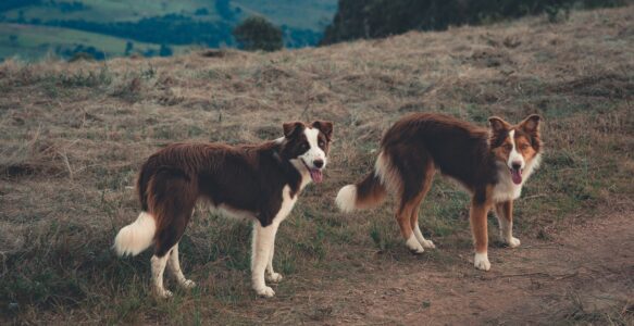 5 erreurs fréquentes que font les maîtres avec leur chien.