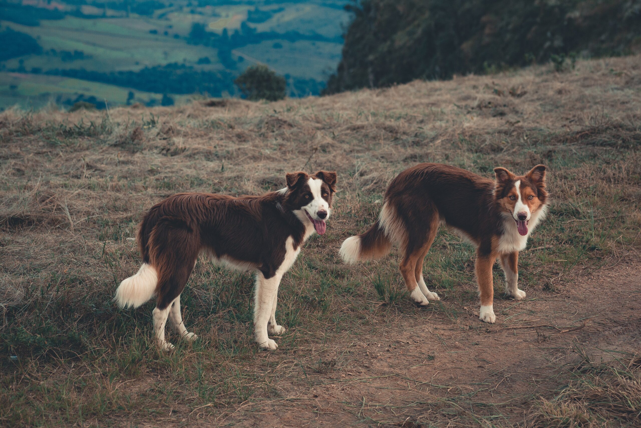 Deux chiens de race Border Collie en extérieur.