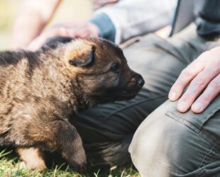 Chiot et son maître