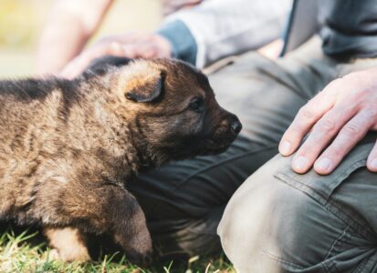 Chiot et son maître