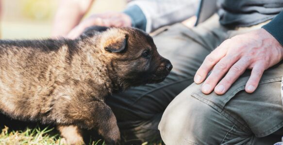 Chiot à la maison : 7 erreurs à éviter pour bien démarrer.