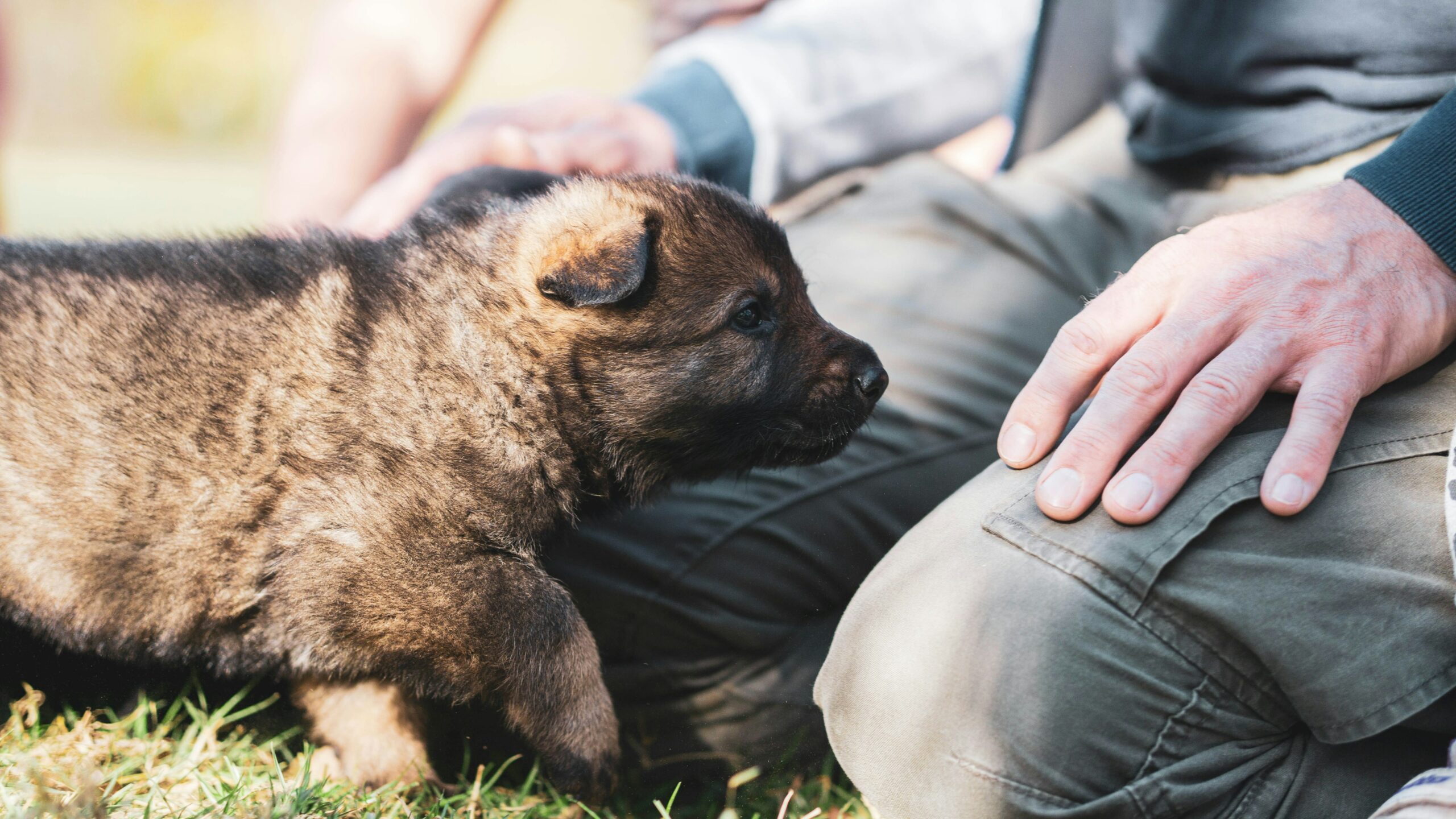 Chiot à la maison : 7 erreurs à éviter pour bien démarrer.