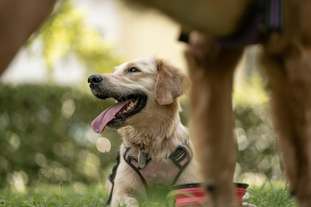 Un chien heureux