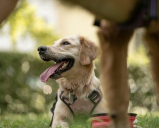 Un chien heureux