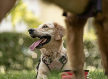 Un chien heureux