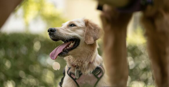 Rappel du chien : la technique fiable même en présence de distractions