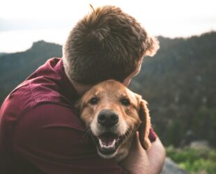 Un golden retriever et son maître