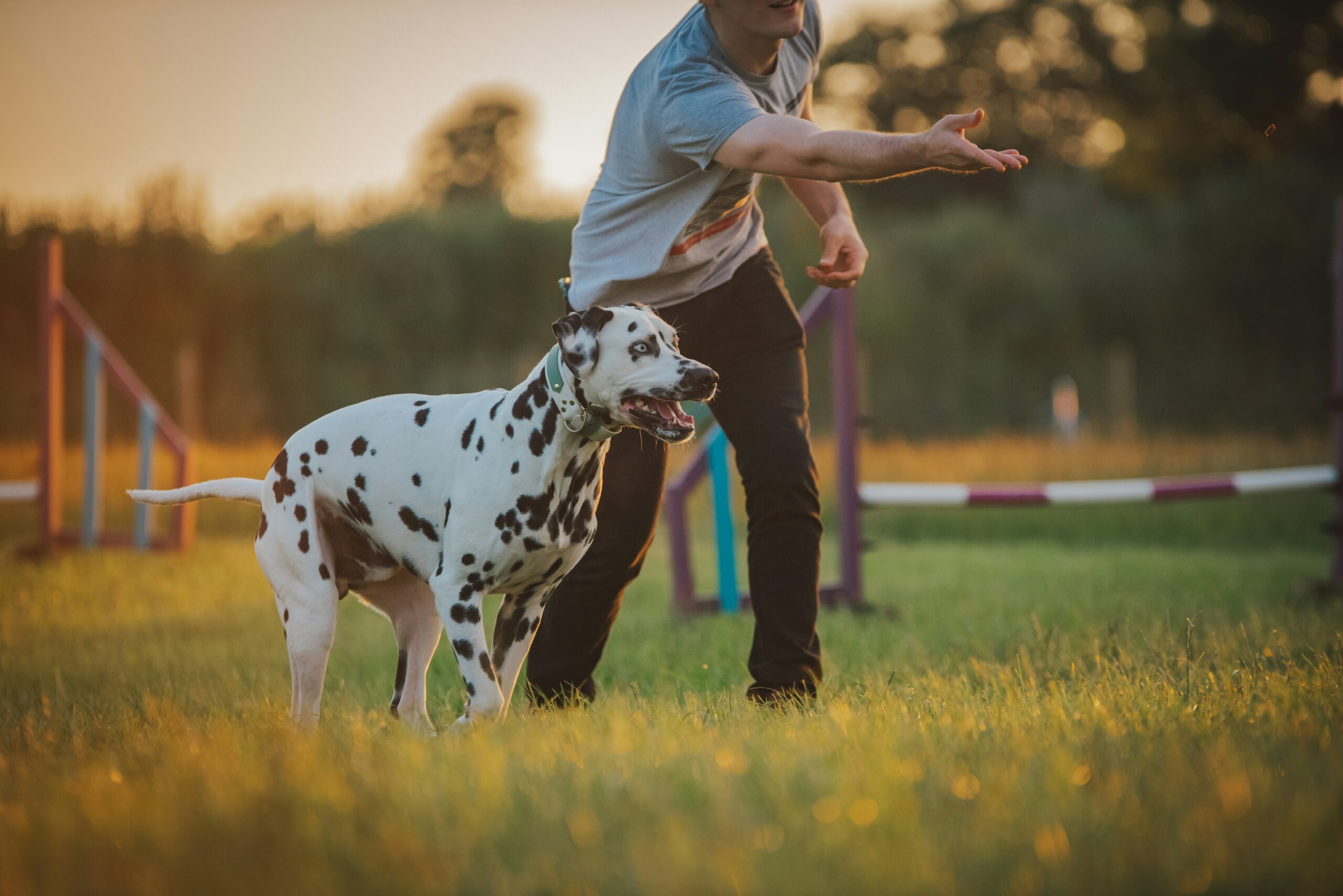 éducateur canin, un homme avec son chien