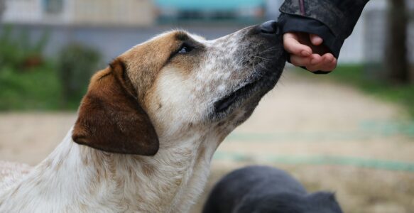 Récompenser le calme du chien : la clé pour un chien apaisé et bien éduqué