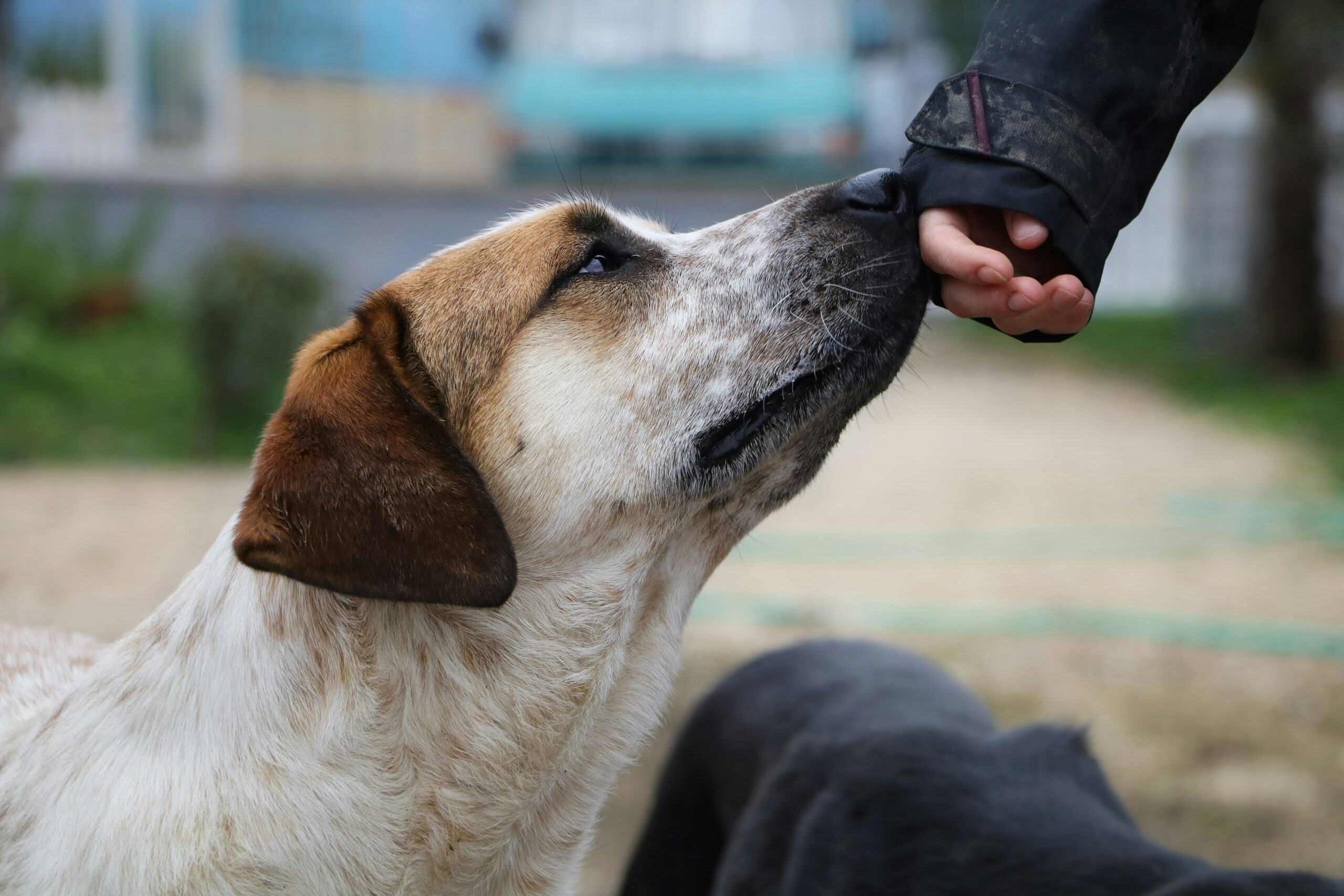 Récompenser le calme du chien : la clé pour un chien apaisé et bien éduqué